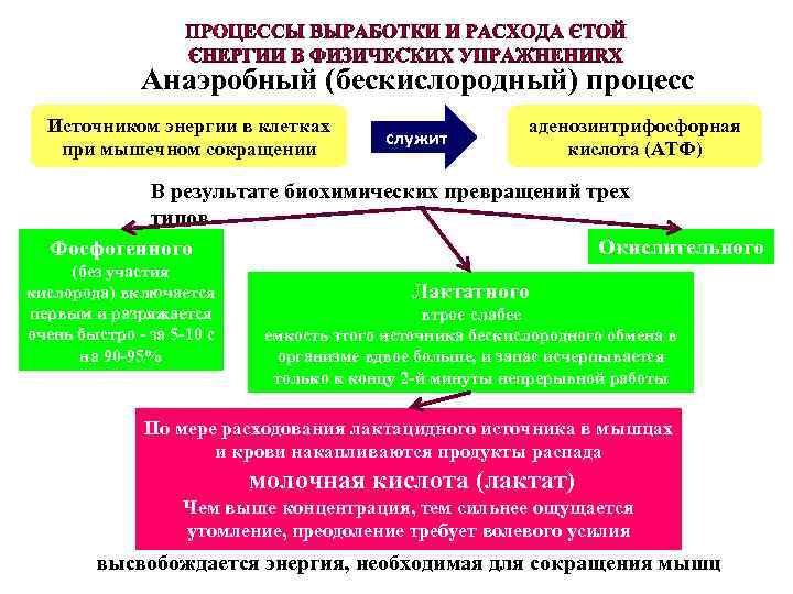 Анаэробный (бескислородный) процесс Источником энергии в клетках при мышечном сокращении служит аденозинтрифосфорная кислота (АТФ)
