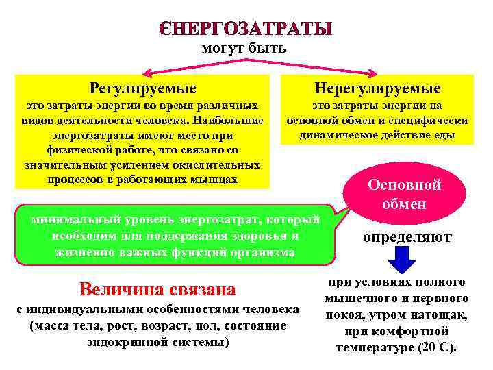 могут быть Регулируемые Нерегулируемые это затраты энергии во время различных видов деятельности человека. Наибольшие