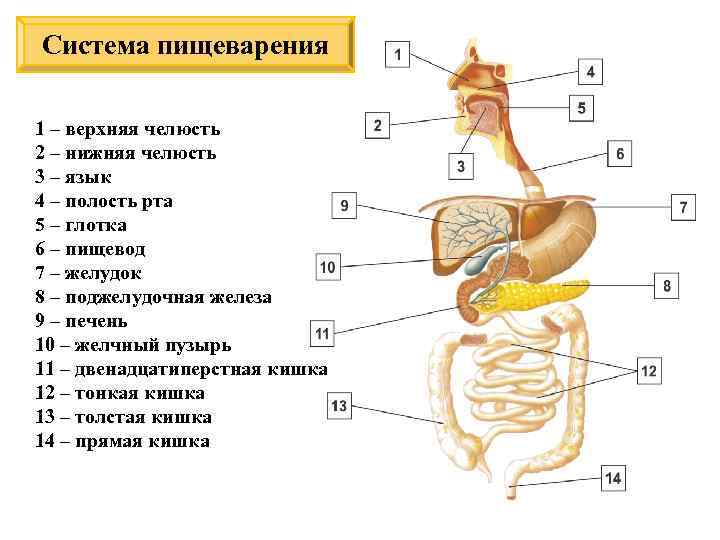 Система пищеварения 1 – верхняя челюсть 2 – нижняя челюсть 3 – язык 4