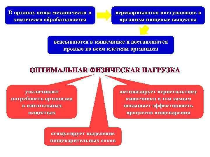 В органах пища механически и химически обрабатывается перевариваются поступающие в организм пищевые вещества всасываются