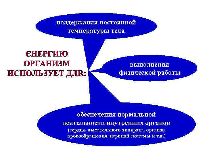 поддержания постоянной температуры тела выполнения физической работы обеспечения нормальной деятельности внутренних органов (сердца, дыхательного
