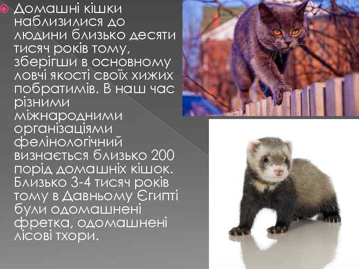  Домашні кішки наблизилися до людини близько десяти тисяч років тому, зберігши в основному