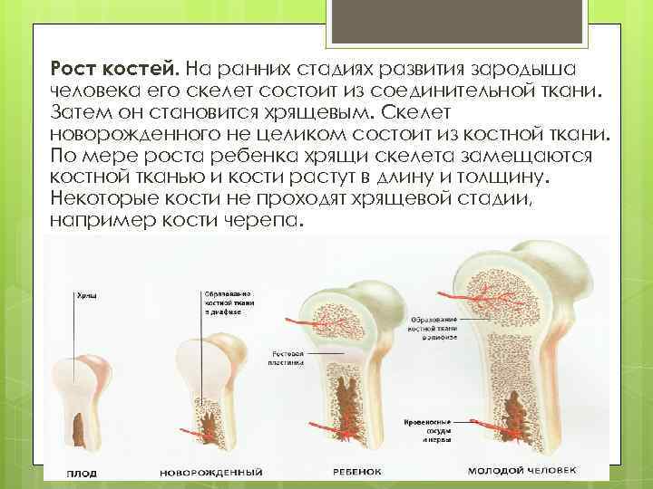 Костя рост. Стадии формирования кости. Стадии роста и развития костей. Стадии развития костей анатомия. Рост костей.