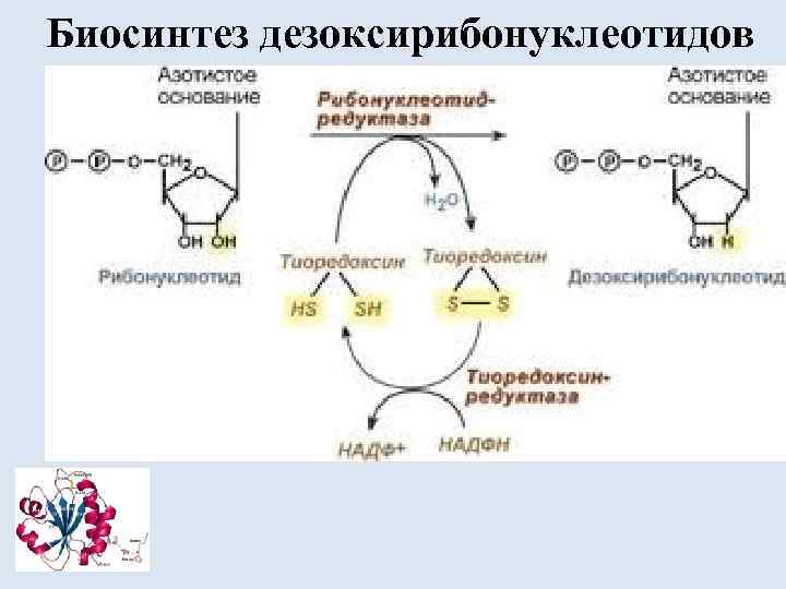 Биосинтез дезоксирибонуклеотидов 