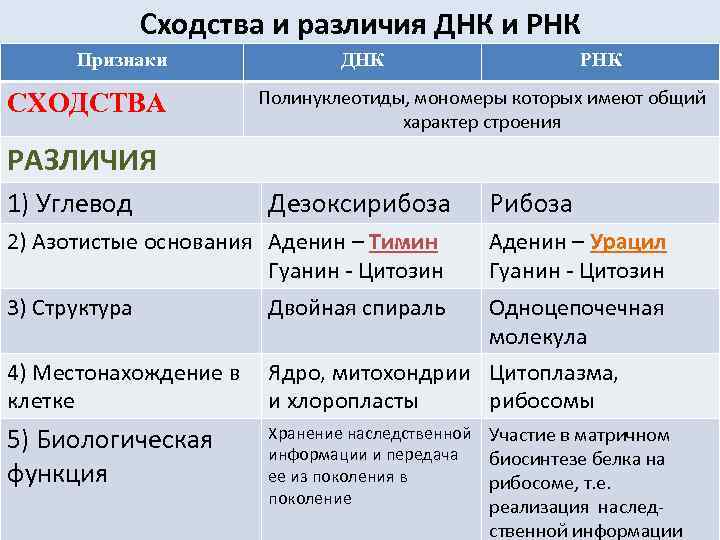 Сходства и различия ДНК и РНК Признаки СХОДСТВА ДНК РНК Полинуклеотиды, мономеры которых имеют