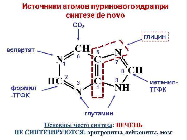 Основное место синтеза: ПЕЧЕНЬ НЕ СИНТЕЗИРУЮТСЯ: эритроциты, лейкоциты, мозг 