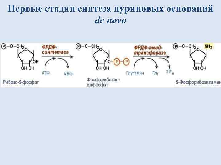 Стадии синтеза. Биосинтез пиримидиновых и пуриновых пиримидиновых оснований. Синтез пуриновых оснований схема. Синтез де Ново пуриновых нуклеотидов.