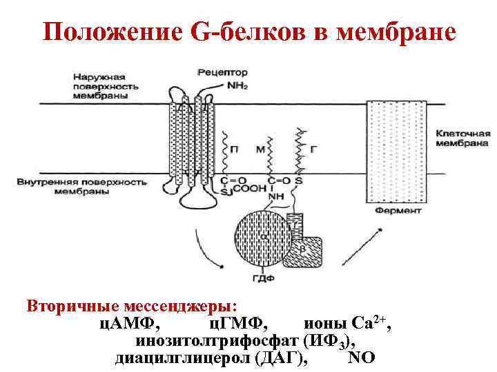 Положение G-белков в мембране Вторичные мессенджеры: ц. АМФ, ц. ГМФ, ионы Ca 2+, инозитолтрифосфат