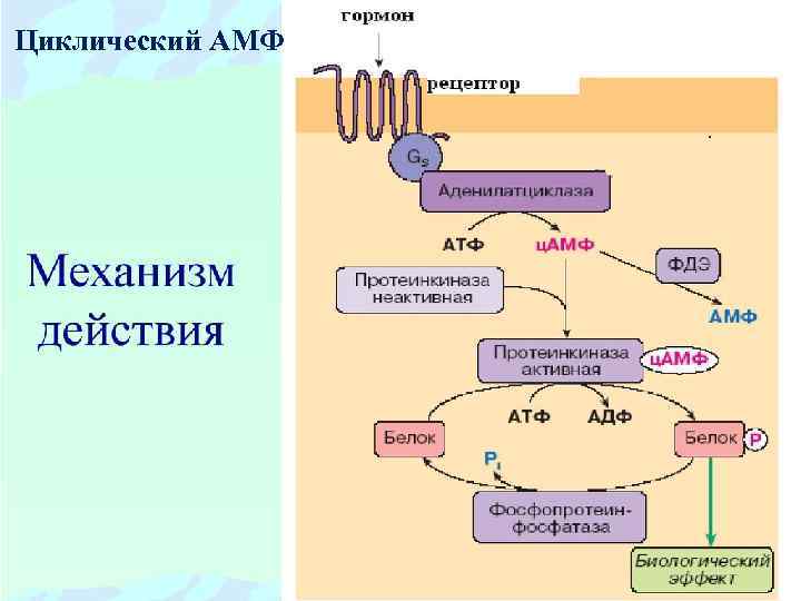 Циклический АМФ 