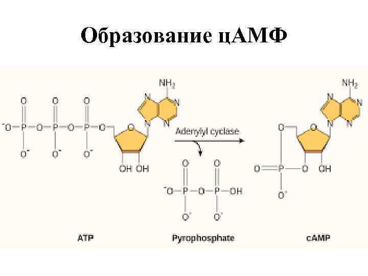 Образование ц. АМФ 