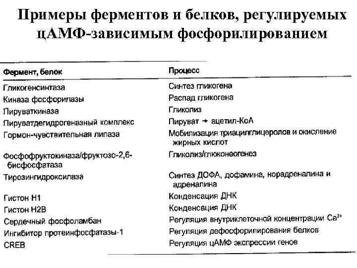 Ферментативная белков