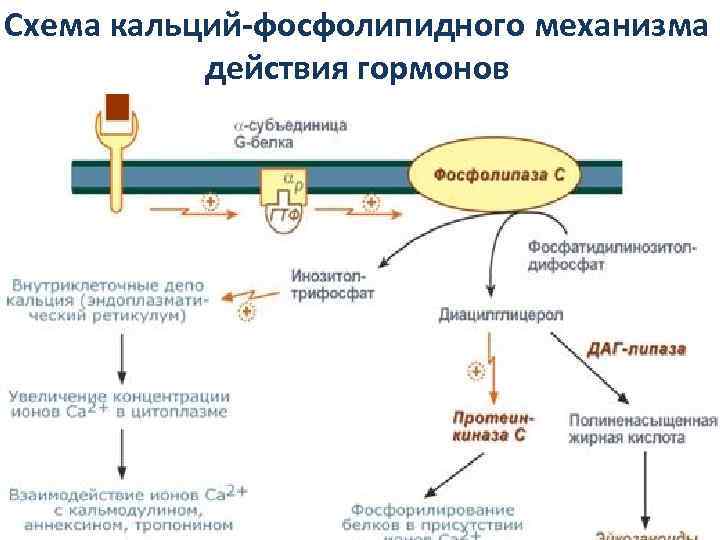 Схема действия гормонов