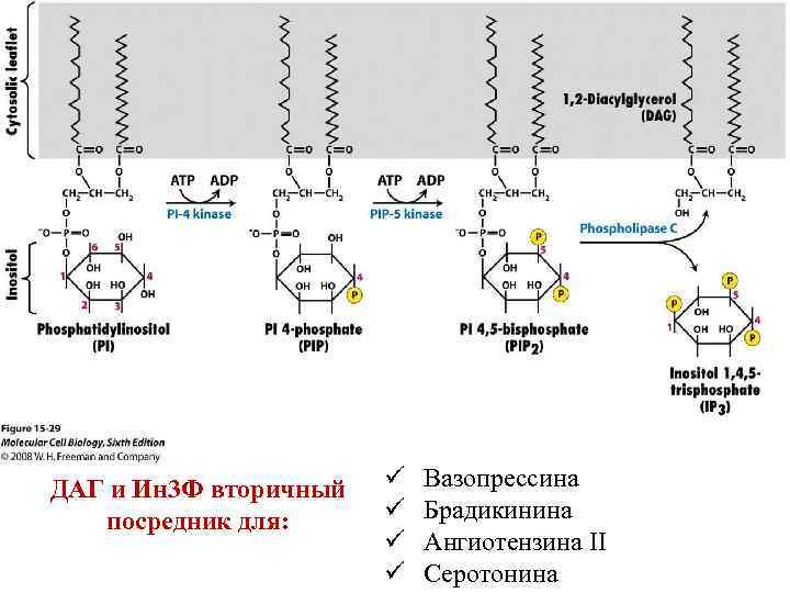 ДАГ и Ин 3 Ф вторичный посредник для: ü ü Вазопрессина Брадикинина Ангиотензина ІІ