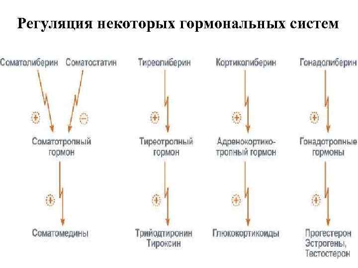 Регуляция некоторых гормональных систем 