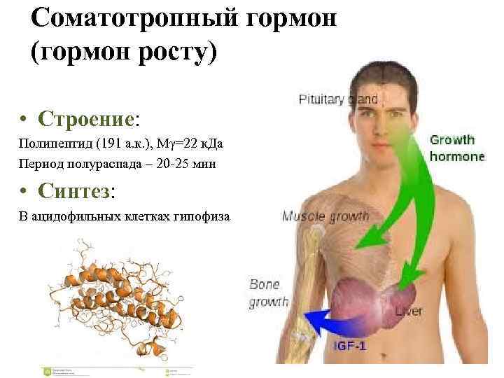 Гормон соматотропин выделяет. Гормон роста ( соматотропин) структура. Соматотропный гормон (гормон роста) секретируется. Соматотропин гормон строение. СТП (соматотропный гормон).