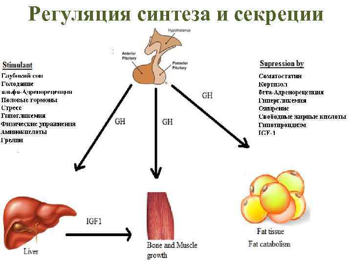 Регуляция синтеза и секреции 