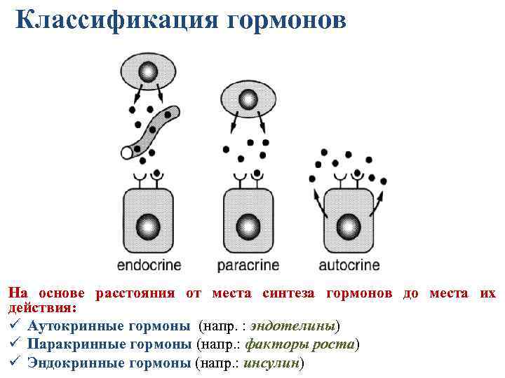 Классификация гормонов На основе расстояния от места синтеза гормонов до места их действия: ü