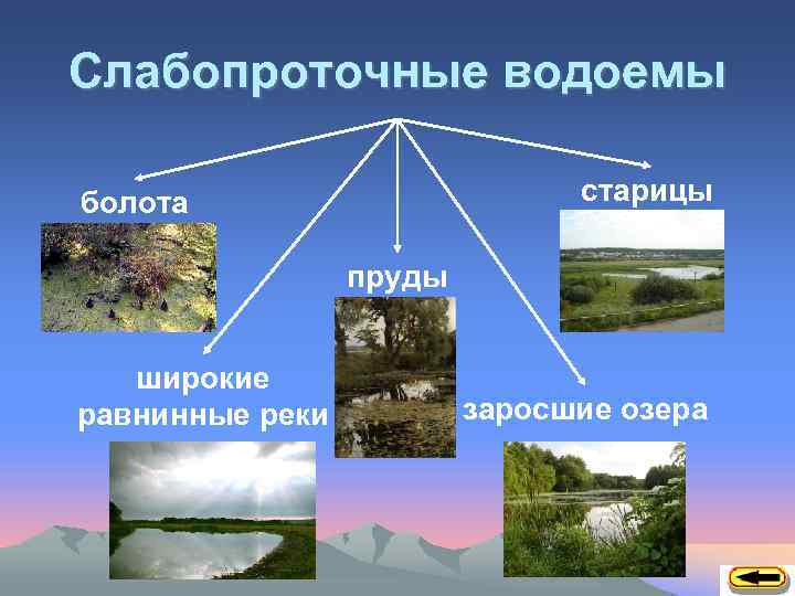 Слабопроточные водоемы старицы болота пруды широкие равнинные реки заросшие озера 