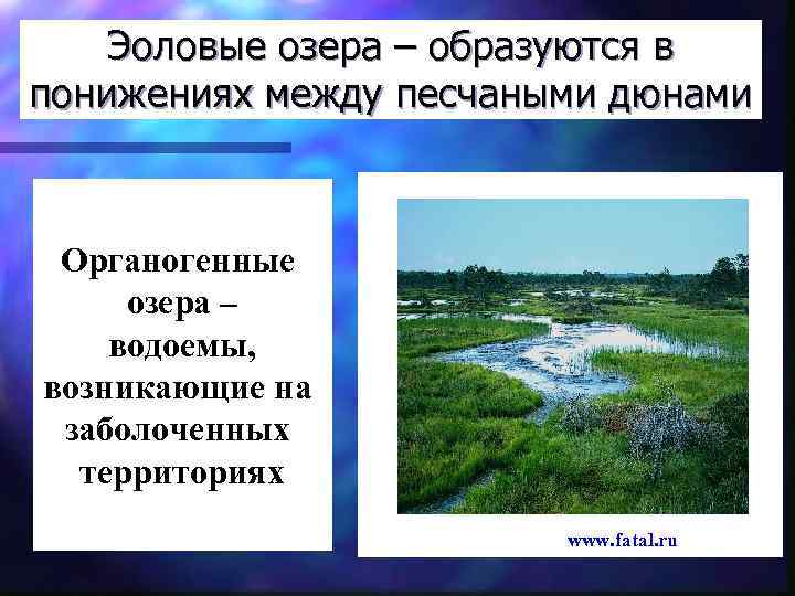 Эоловые озера – образуются в понижениях между песчаными дюнами Органогенные озера – водоемы, возникающие