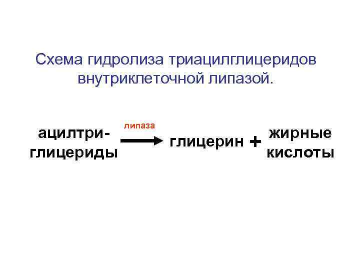 Схема гидролиза триацилглицеридов внутриклеточной липазой. ацилтриглицериды липаза жирные глицерин + кислоты 