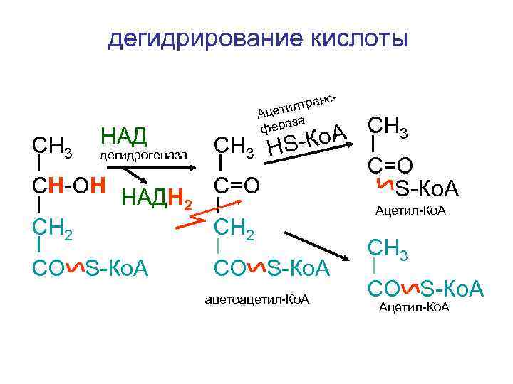 дегидрирование кислоты CН 3 НАД дегидрогеназа слтран и Ацет за фера А CН 3