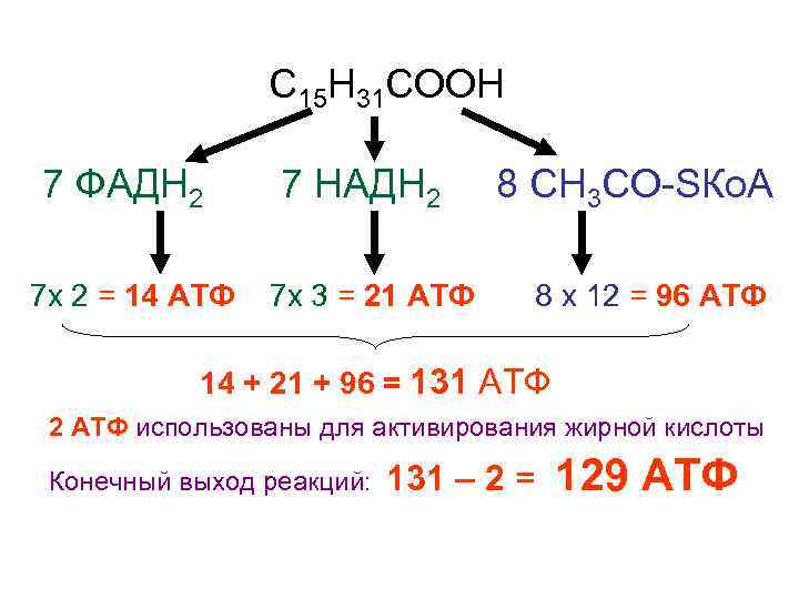 Продуктом является атф. АТФ реакция. НАДН В АТФ. Количество молекул АТФ.