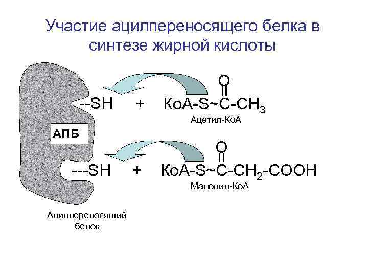 Синтезе белков принимают участие. Кратко охарактеризуйте ацилпереносящий белок. Синтез жирных кислот из ацетил КОА. Ацилпереносящий белок (АПБ).. Роль ацилпереносящего белка АПБ.
