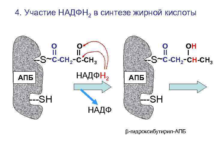 Пластический синтез жиров. НАДФН И надфн2. Использование надфн2. НАДФН роль. Гидроксибутирил АПБ.