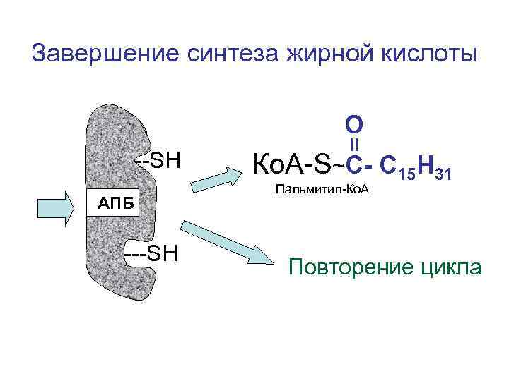 Завершение синтеза жирной кислоты О --SН АПБ ---SН Ко. А-S~С- С 15 Н 31