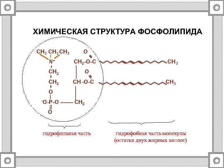 Растворимы в воде гидрофобны. Строение фосфолипидов биохимия. Хим структура фосфолипидов.