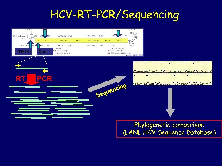 HCV-RT-PCR/Sequencing 5’NCR RT Core PCR Seq in enc u g Phylogenetic comparison (LANL HCV