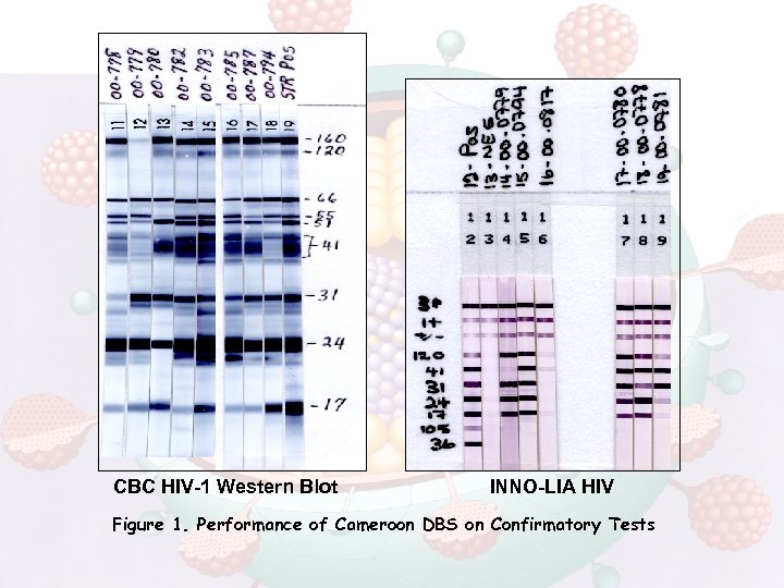 CBC HIV-1 Western Blot INNO-LIA HIV Figure 1. Performance of Cameroon DBS on Confirmatory