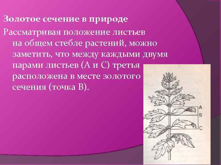 Золотое сечение в природе Рассматривая положение листьев на общем стебле растений, можно заметить, что