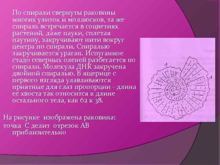 По спирали свернуты раковины многих улиток и моллюсков, та же спираль встречается в соцветиях
