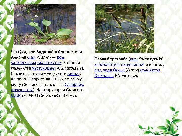 Часту ха, или Водяно й ши льник, или Али сма (лат. Alísma) — род