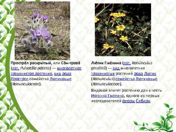 Простре л раскры тый, или Со н-трава (лат. Pulsatílla pátens) — многолетнее травянистое растение,