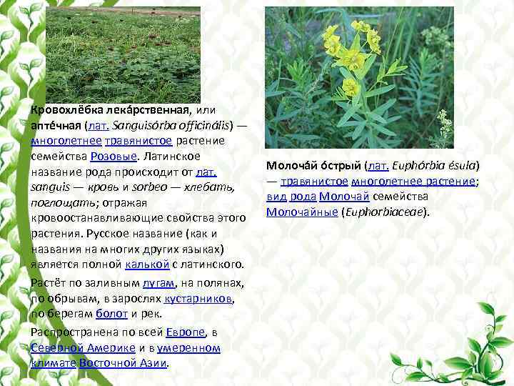 Кровохлёбка лека рственная, или апте чная (лат. Sanguisórba officinális) — многолетнее травянистое растение семейства