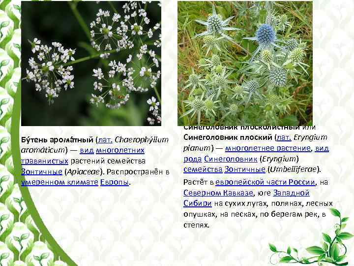 Бу тень арома тный (лат. Chaerophýllum aromáticum) — вид многолетних травянистых растений семейства Зонтичные
