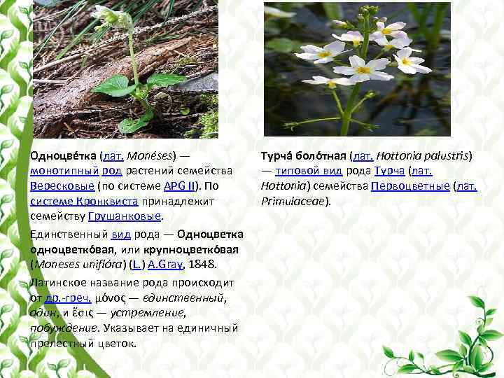 Одноцве тка (лат. Monéses) — монотипный род растений семейства Вересковые (по системе APG II).