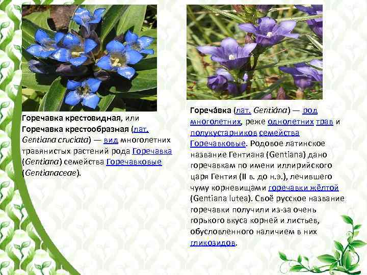 Горечавка крестовидная, или Горечавка крестообразная (лат. Gentiana cruciata) — вид многолетних травянистых растений рода