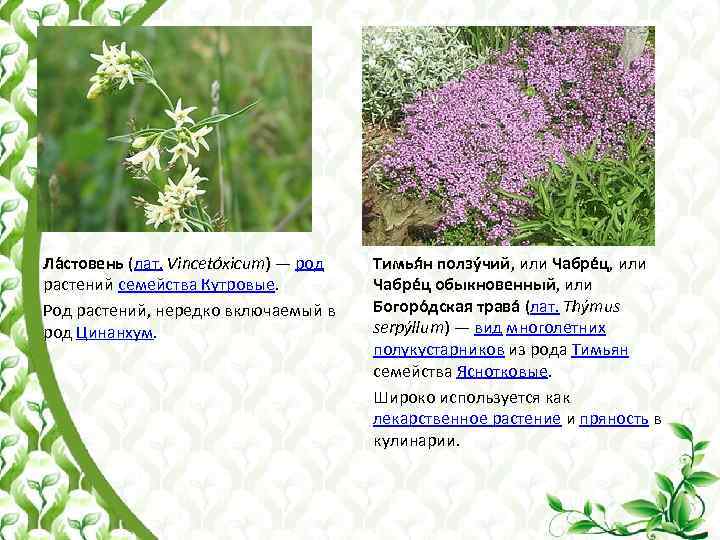 Ла стовень (лат. Vincetóxicum) — род растений семейства Кутровые. Род растений, нередко включаемый в