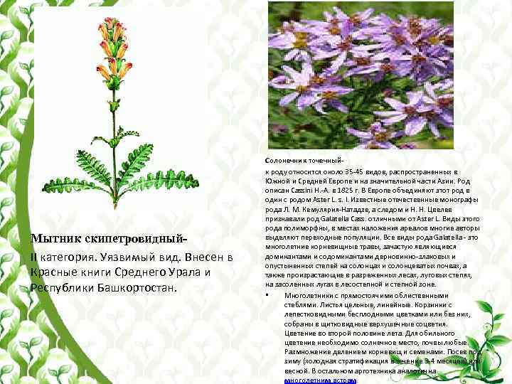Мытник скипетровидный. II категория. Уязвимый вид. Внесен в Красные книги Среднего Урала и Республики