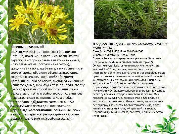 Крестовник татарскийцветки: маленькие, но соораны в довольно крупные, похожие на цветки соцветия жёлтой окраски,