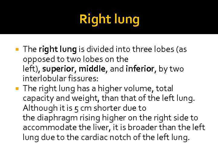 Right lung The right lung is divided into three lobes (as opposed to two