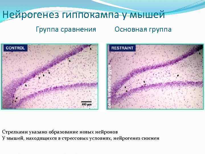 Нейрогенез гиппокампа у мышей Группа сравнения Основная группа Стрелками указано образование новых нейронов У