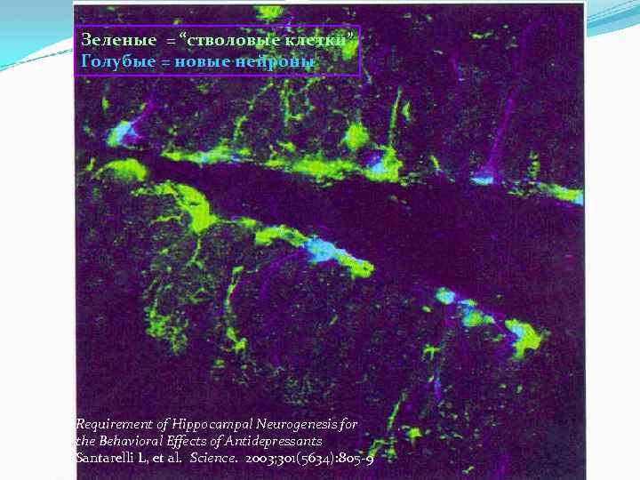 Зеленые = “стволовые клетки” Голубые = новые нейроны Requirement of Hippocampal Neurogenesis for the