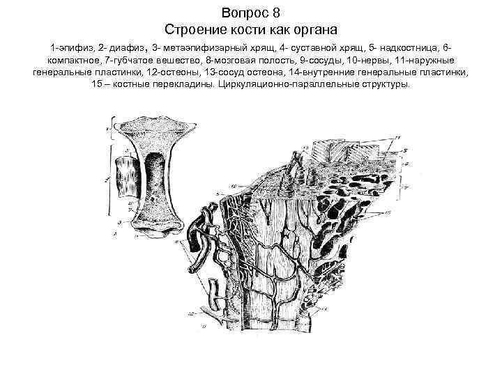 Строение кости как органа. Строение кости хрящ. Кость как орган животных. Губчатая кость строение. Строение кости животного.