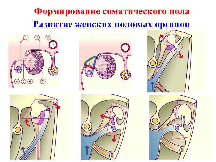 Развитие половых органов у девочек фото