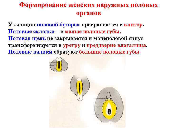 Формирование женских наружных половых органов У женщин половой бугорок превращается в клитор. Половые складки