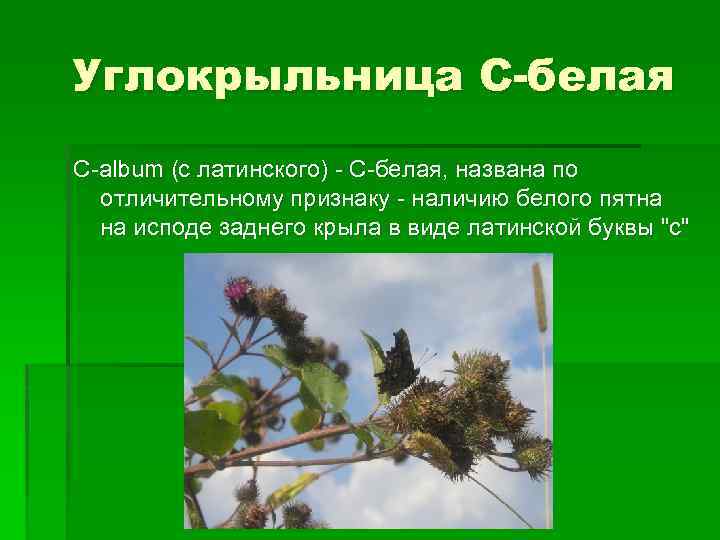 Углокрыльница C-белая C-album (c латинского) - С-белая, названа по отличительному признаку - наличию белого